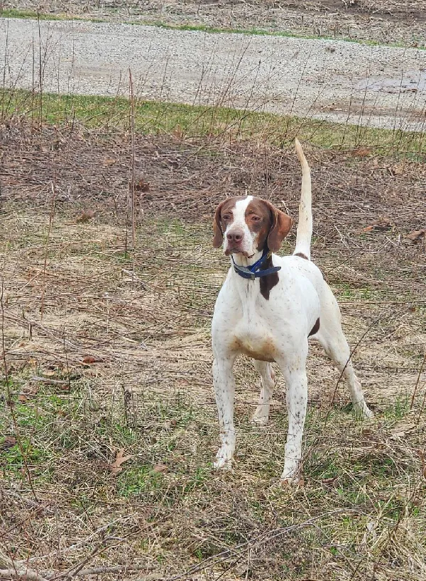 KATES KENNEL LITTER English Pointer