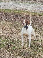 KATES KENNEL LITTER
