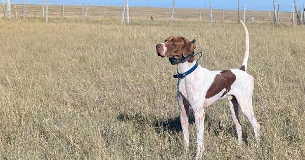English Pointer