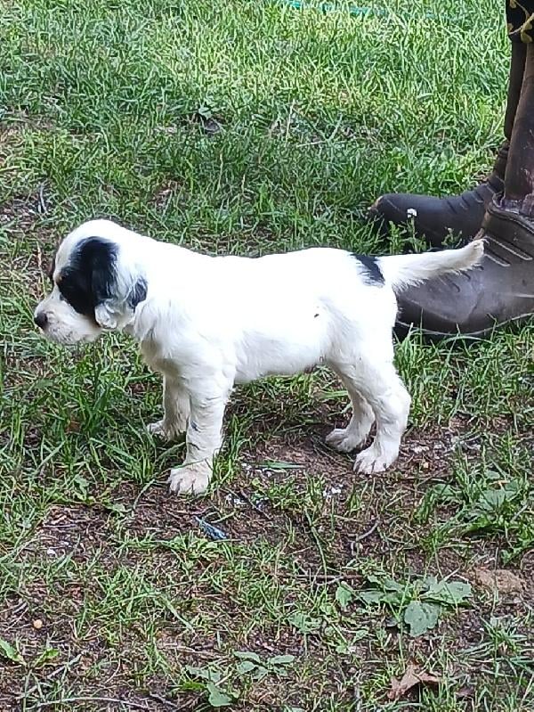 English Setter - Puppies For Sale