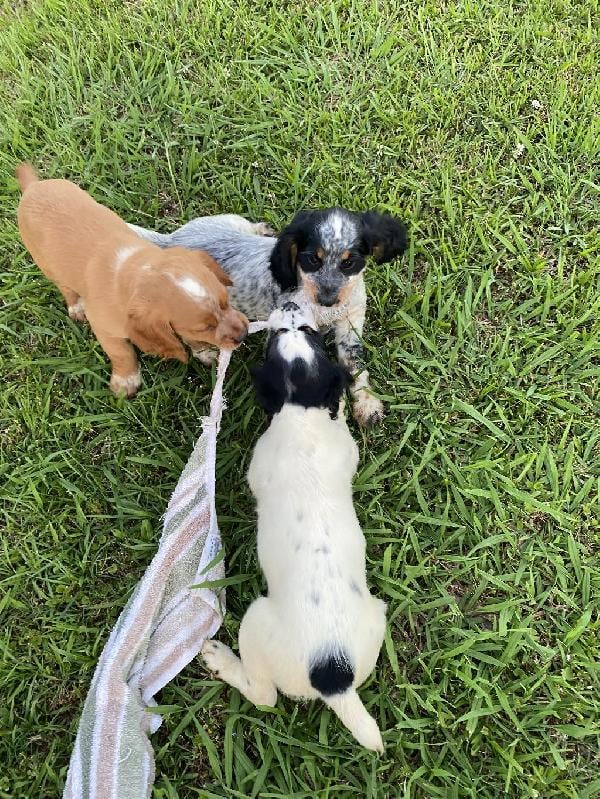 English Cocker Spaniel