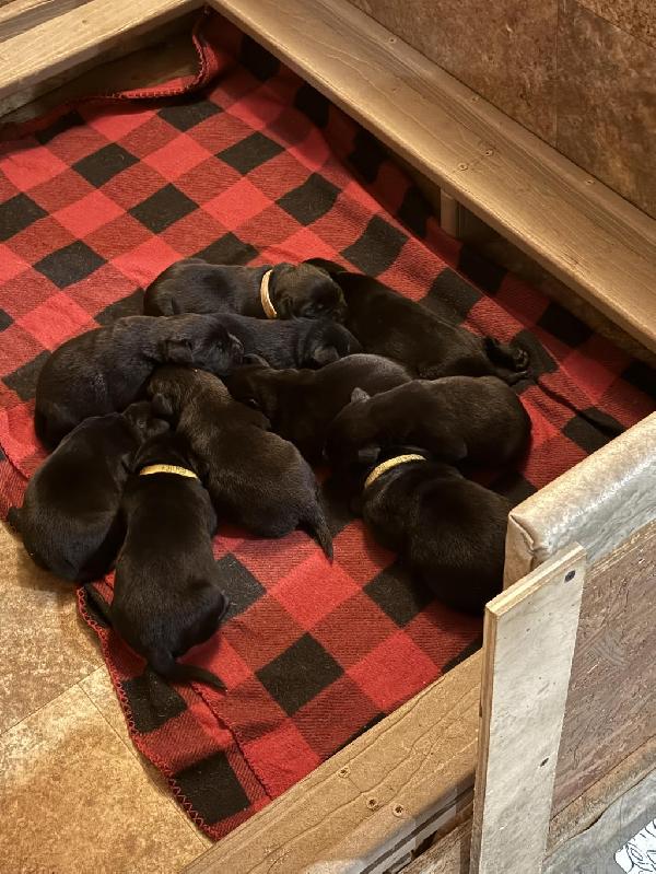 Labrador Retriever