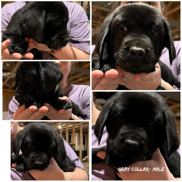 AKC REGISTERED BLACK LABS Labrador Retriever