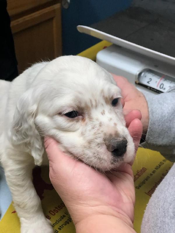Llewellin Setter Puppies for Sale