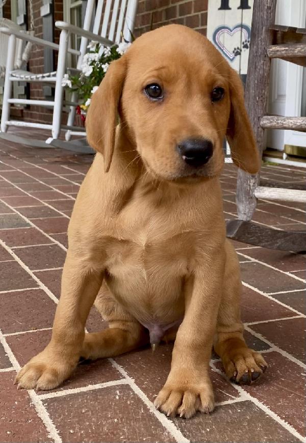 Labrador Retriever Puppies For Sale