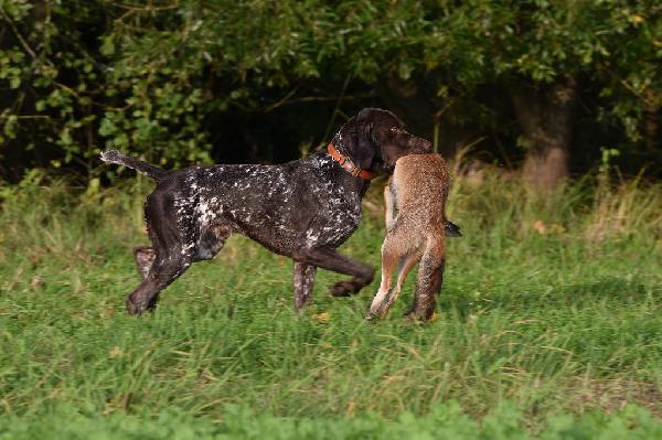 TRAINED AND TESTED DEUTSCH KURZHAAR STUD DOG