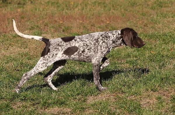 DEUTSCH KURZHAAR FEMALE PUPS Deutsch Kurzhaar