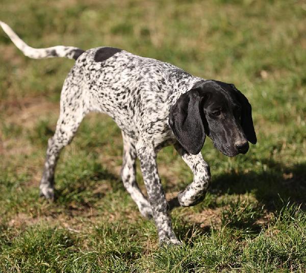 FEMALE PUPS AVAILABLE German Shorthaired Pointer