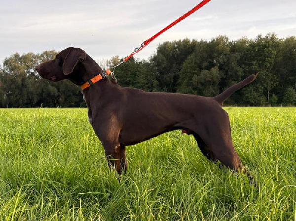 READY FOR HUNTING ADULT GSP MALE German Shorthaired Pointer