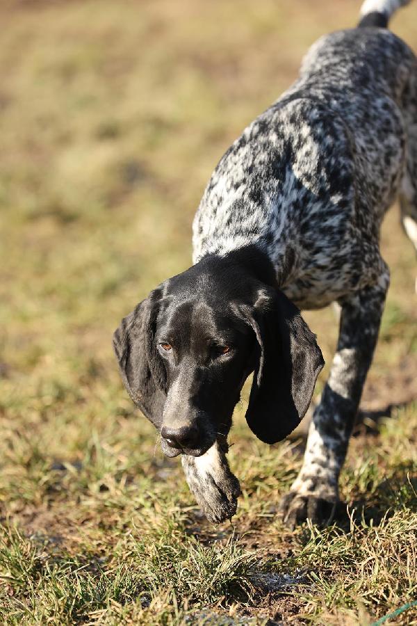 German Shorthaired Pointer