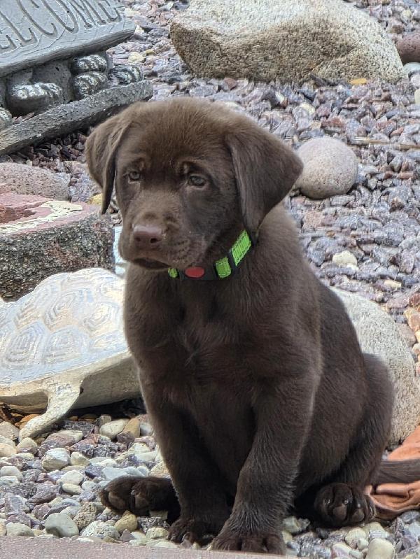 Labrador Retriever