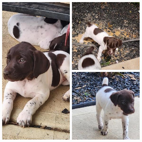 German Shorthaired Pointer