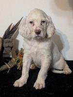 LLEWELLIN SETTER MALE PUP