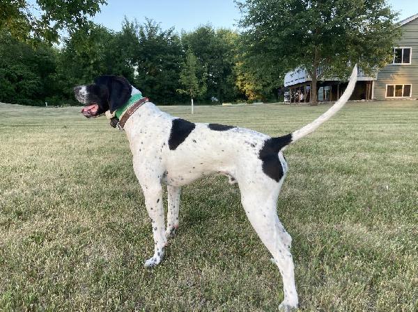 OFFSPRING OF CHOSEN ELHEW ARROW. 10 MONTH OLD
