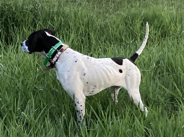 OFFSPRING OF CHOSEN ELHEW ARROW - 9 MONTH OLD