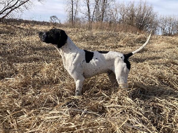 English Pointer