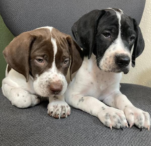 English Pointer