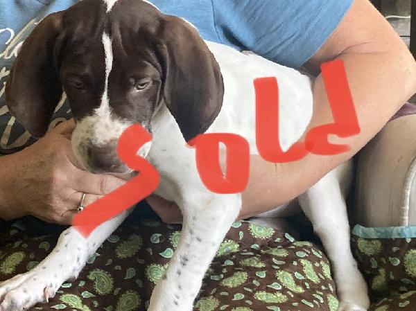 English Pointer