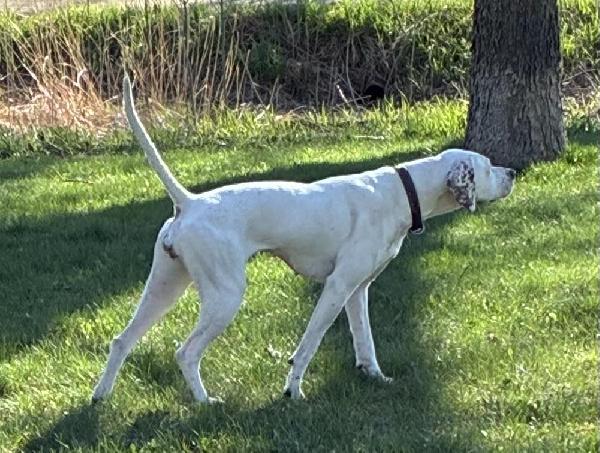 English Pointer