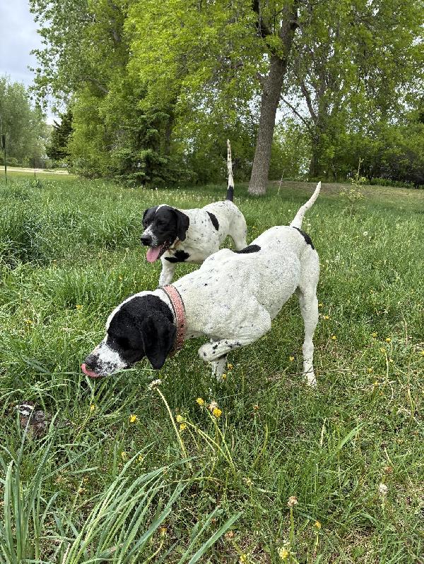 English Pointer