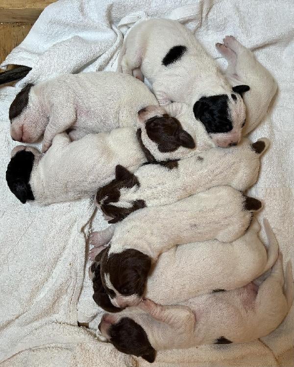 English Pointer