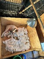 IMG_2796.jpeg