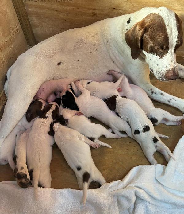 English Pointer