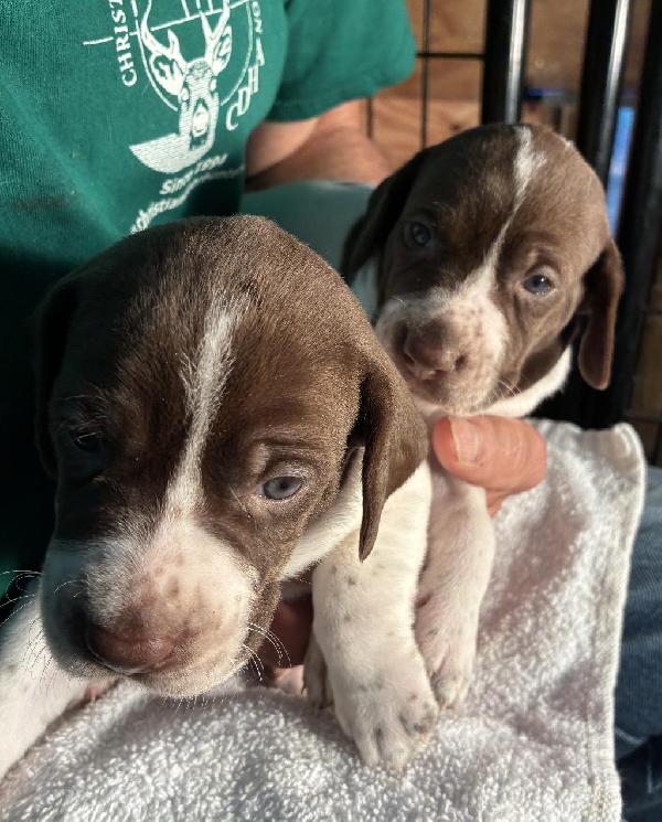 English Pointer