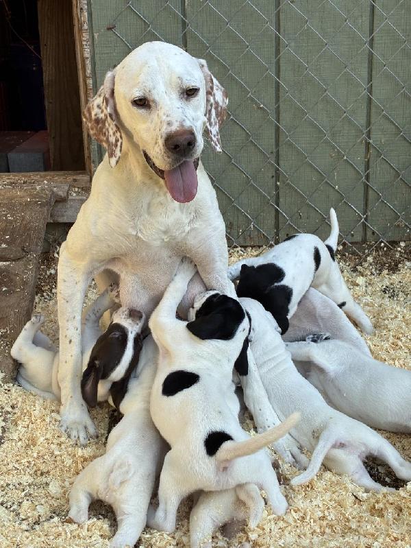 English Pointer