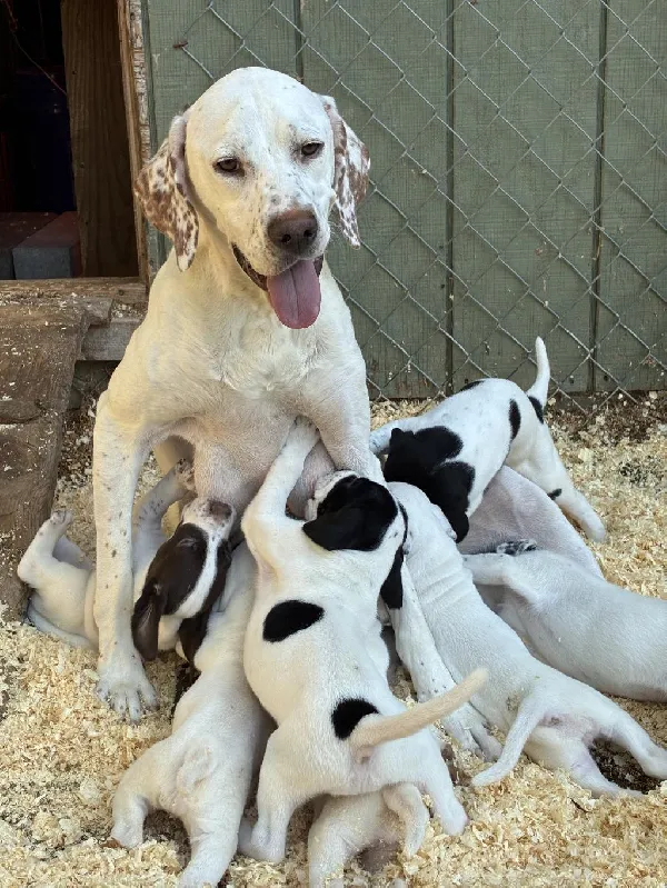 GRAND PUPS OF HALL OF FAME GUARD RAIL English Pointer