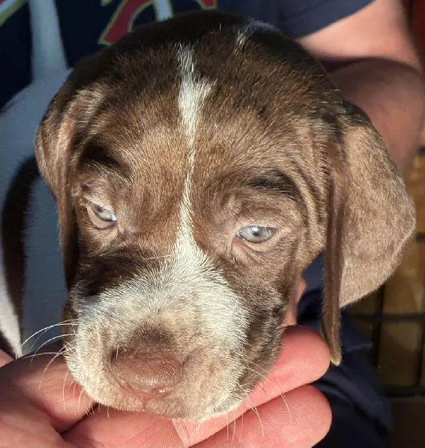 GUARD RAIL BRED PUPPY English Pointer