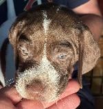 GUARD RAIL BRED PUPPIES!