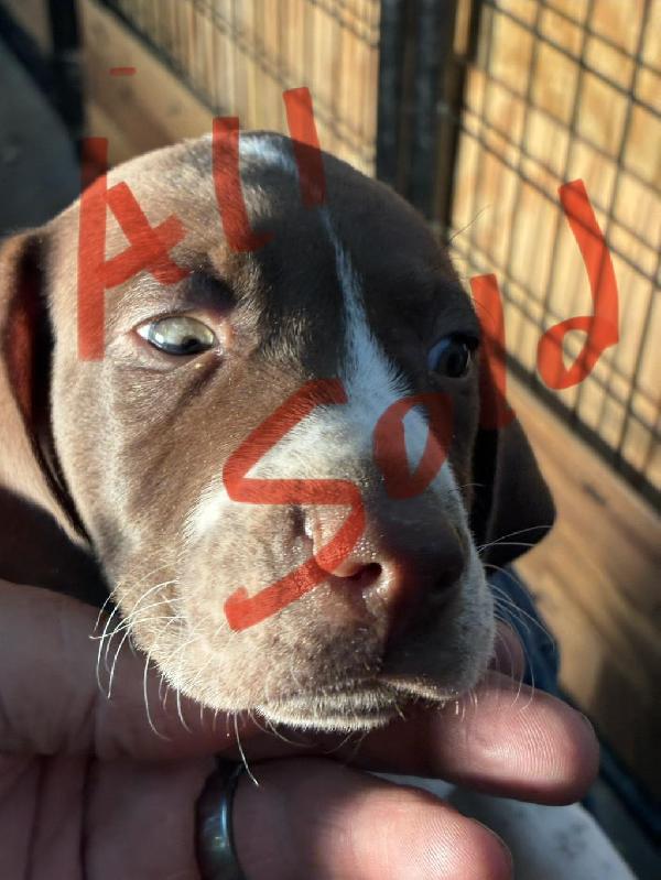 GUARD RAIL BRED PUPPY English Pointer