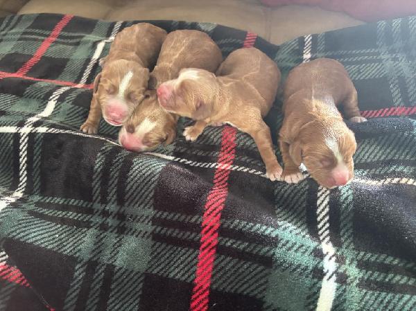 English Cocker Spaniel