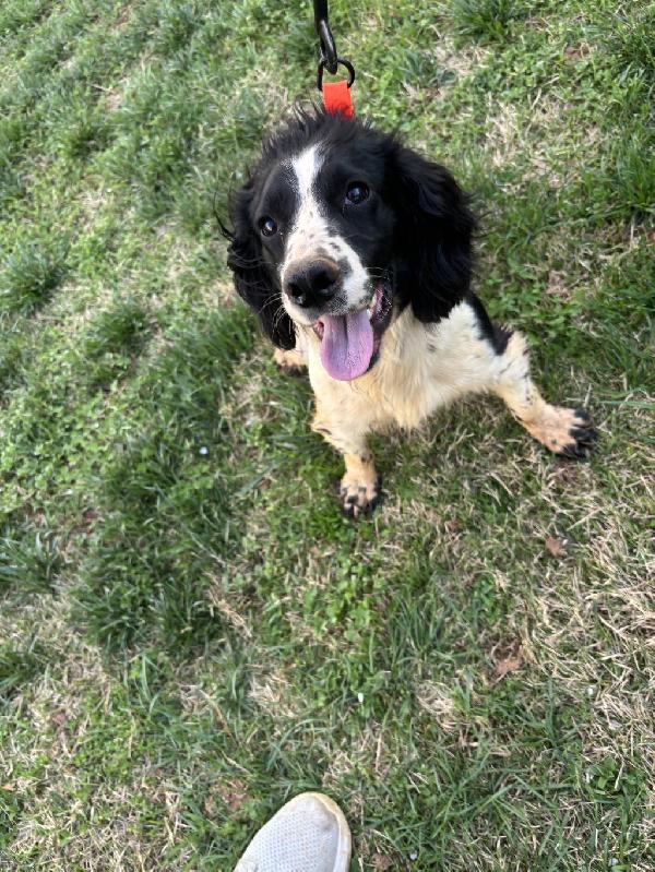 English Cocker Spaniel