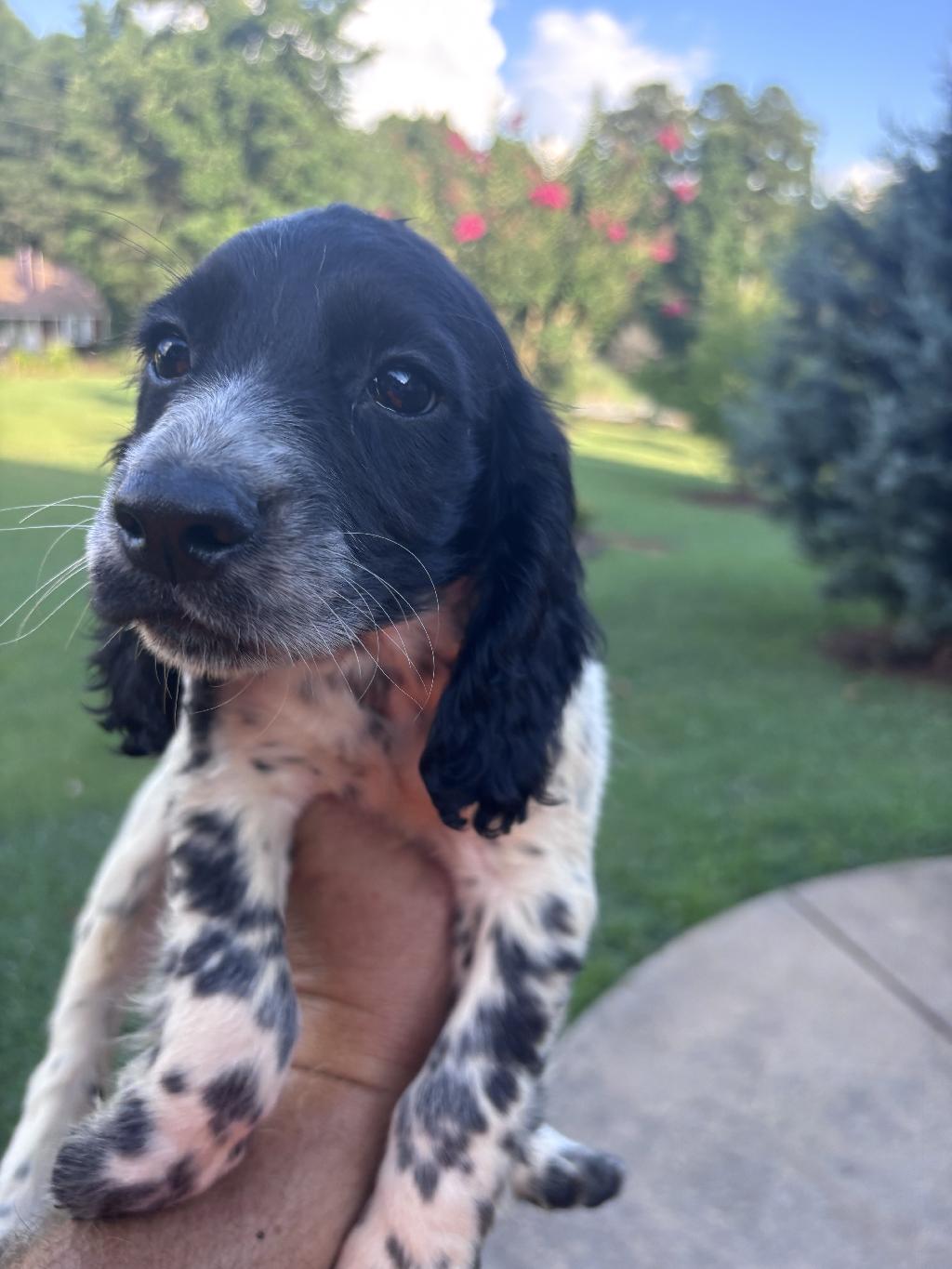 FIELD BRED ENGLISH COCKER English Cocker Spaniel