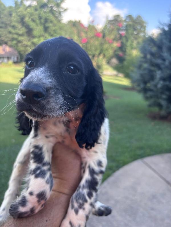 FIELD BRED ENGLISH COCKER English Cocker Spaniel