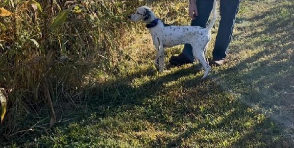 English Setter