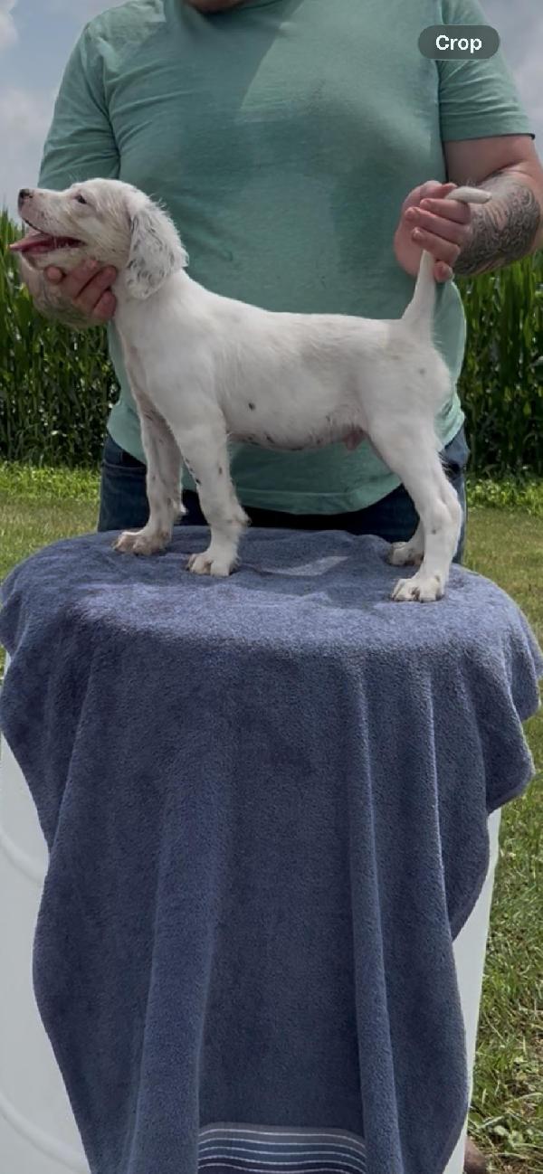 FROZEN TEKOA MOUNTAIN OUTRAGE English Setter
