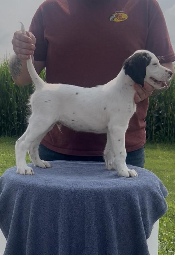 English Setter