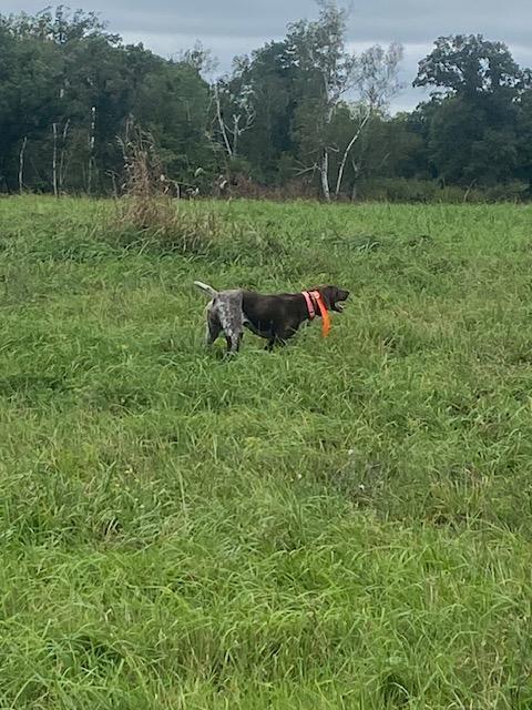 FINISHED GSP: AWESOME LITTLE POCKET POINTER German Shorthaired Pointer
