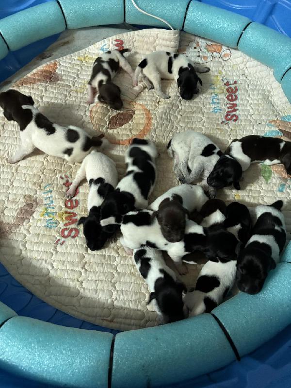 German Shorthaired Pointer