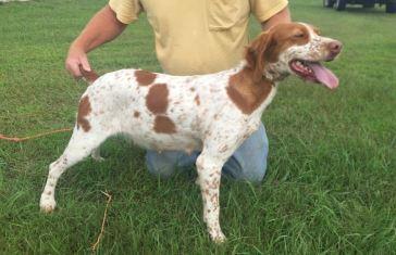 Hunting Dogs For Sale