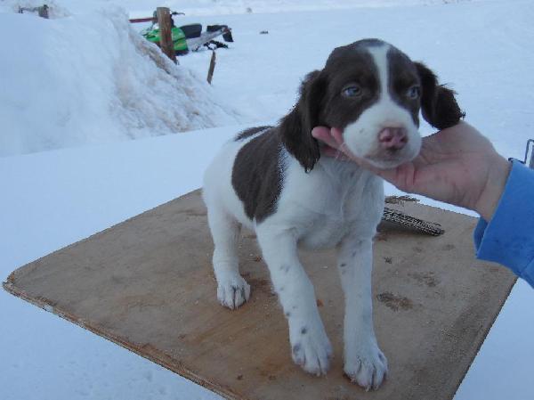 American Brittany Puppies For Sale