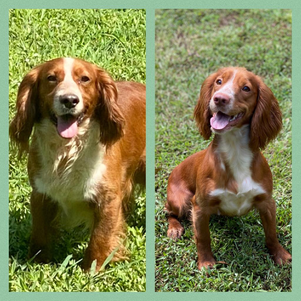 3-peat Proven English Cocker Spaniel Litter