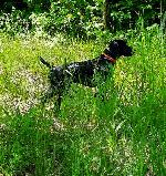 GSP STUD SERVICES AKC & NAVHDA REGISTERED