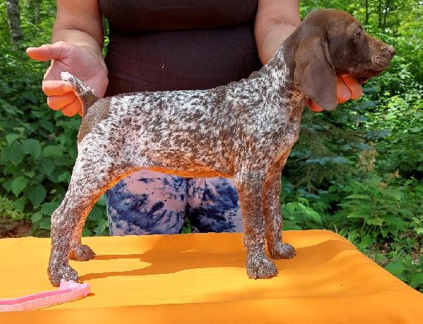 German Shorthaired Pointer - Puppies for Sale