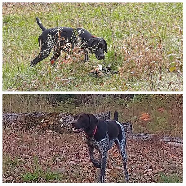 German Shorthaired Pointer