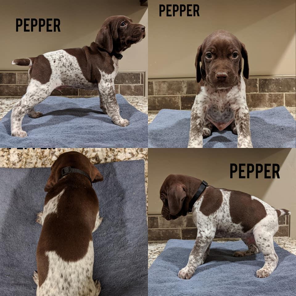 gsp-puppies