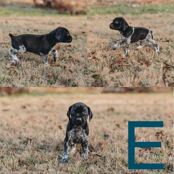 German Shorthaired Pointer Puppies For Sale